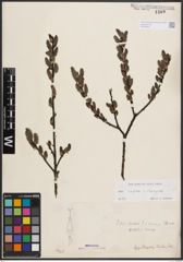 Foto von Salix caprea L. x Salix eleagnos Scop.